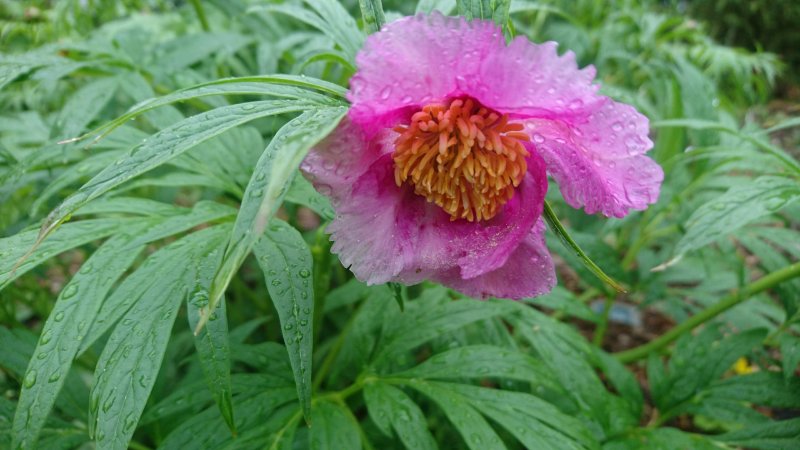 Paeonia veitchii var woodwardii Veitchi pojeng